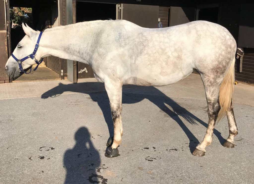 Horse after having a WOW Saddle for some weeks - much improved topline